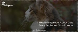 11 Fascinating Facts About Cats Every Pet Parent Should Know