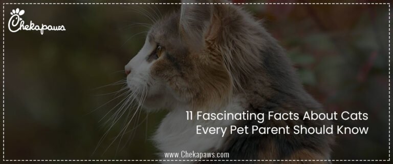 11 Fascinating Facts About Cats Every Pet Parent Should Know