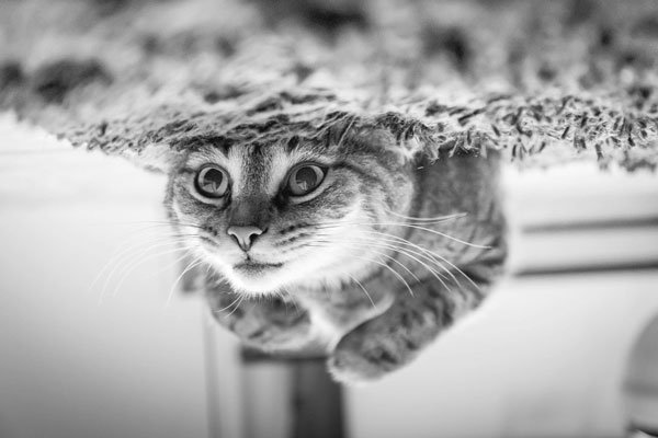 11 Fascinating Facts About Cats Every Pet Parent Should Know 