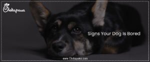 Signs Your Dog Is Bored