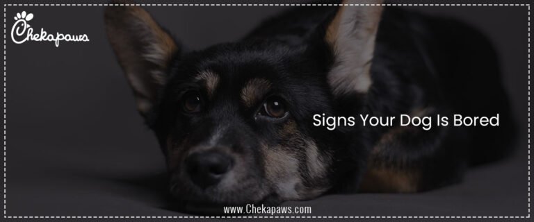 Signs Your Dog Is Bored