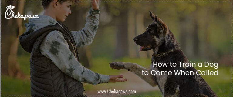 How to Train a Dog to Come When Called