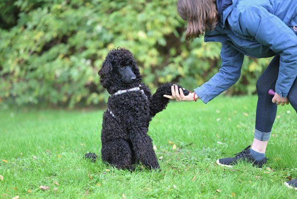 How to Train a Dog to Come When Called Easy Recall Training Tips