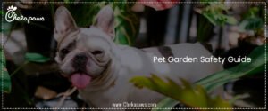 Pet Garden Safety Guide Introducing Outdoor Spaces Without Risks