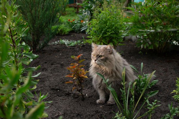 Pet Garden Safety Guide Introducing Outdoor Spaces Without Risks