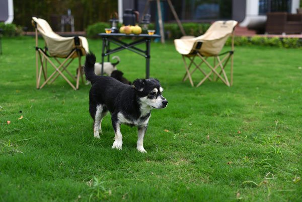 Pet Garden Safety Guide Introducing Outdoor Spaces Without Risks