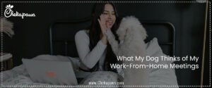 What My Dog Thinks of My Work-From-Home Meetings