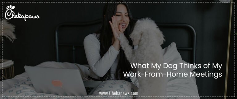 What My Dog Thinks of My Work-From-Home Meetings