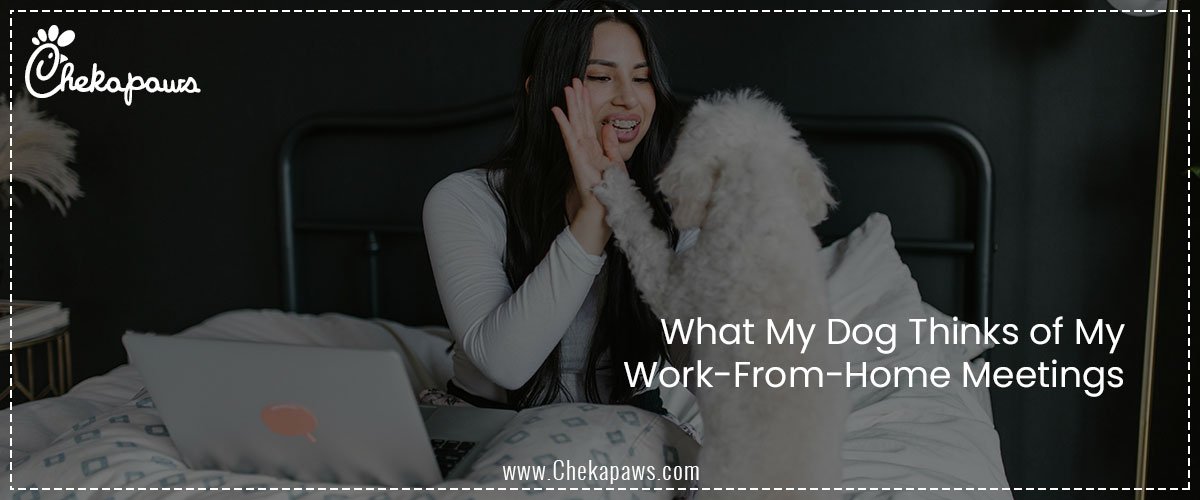 What My Dog Thinks of My Work-From-Home Meetings