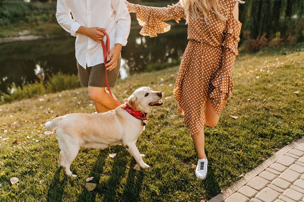 Complete Spring Pet Grooming Checklist for Dogs and Cats