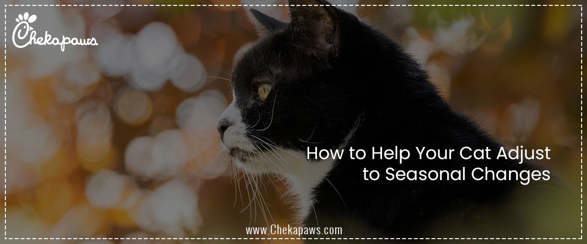 How to Help Your Cat Adjust to Seasonal Changes