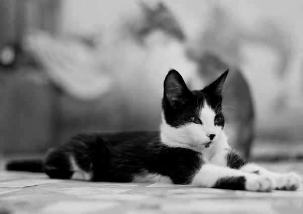 How to Help Your Cat Adjust to Seasonal Changes