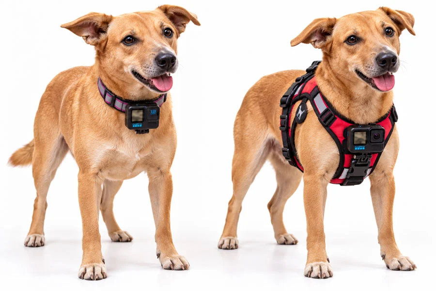 Collar Camera vs. Harness Camera: Which Is Better?