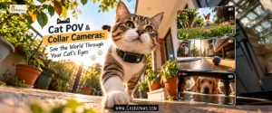 Cat POV & Collar Cameras: See the World Through Your Cat’s Eyes